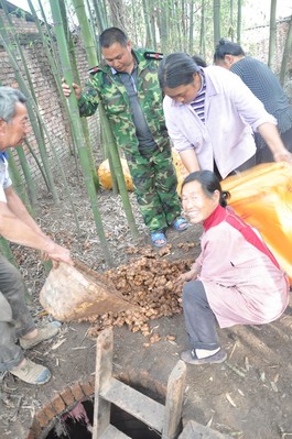 沃爾瑪四川采購(gòu)人員赴四川蘆山天全縣落改村與農(nóng)戶(hù)對(duì)接現(xiàn)場(chǎng)收購(gòu)滯銷(xiāo)生姜
